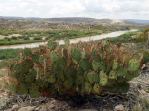 Opuntia spinosibacca, Big Bend National Park, Michelle Cloud-Hughes