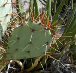 Opuntia spinosibacca, Big Bend National Park, Michelle Cloud-Hughes