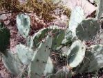 Opuntia spinosibacca, in habitat, David Van Langen