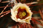 Opuntia spinosibacca, garden plant, Craig Howe