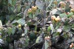 Opuntia spinosibacca, garden plant, Craig Howe