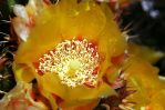 Opuntia spinosibacca, garden plant, Craig Howe