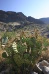 Opuntia spinosibacca, near Boquillas Canyon, TX, Dave Van Langen