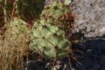 Opuntia spinosibacca, Dave Van Langen