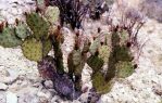 Opuntia spinosibacca