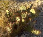 Opuntia spinosibacca, in habitat, Homer Edward Price