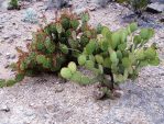 Opuntia spinosibacca with O. rufida, Big Bend, Jay Mitchell