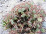 Opuntia spinosibacca