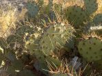 Opuntia spinosibacca, in habitat, Homer Edward Price