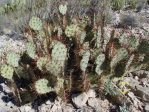 Opuntia spinosibacca, UT Austin, Ladybird Johnson Wildflower Garden