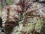 Opuntia spinosibacca, UT Austin, Ladybird Johnson Wildflower Garden