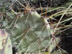 Opuntia spinosibacca, UT Austin, Ladybird Johnson Wildflower Garden