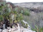 Opuntia spinosibacca, Big Bend