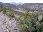 Opuntia spinosibacca, Big Bend