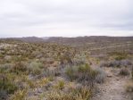 Opuntia spinosibacca, Big Bend