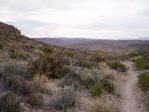 Opuntia spinosibacca, Big Bend