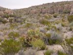 Opuntia spinosibacca, Big Bend