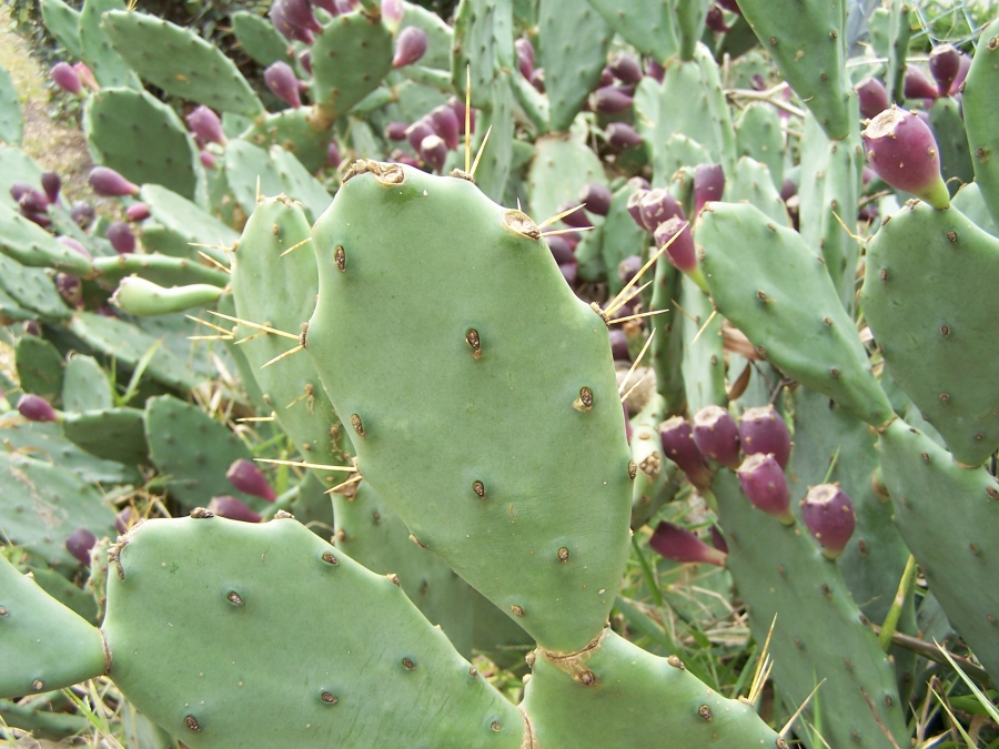 Opuntia stricta, beach, Florida prickly pear cactus