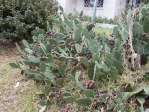 Opuntia stricta, garden plant