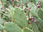 Opuntia stricta, in habitat