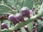 Opuntia stricta, in habitat