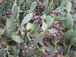 Opuntia stricta, in habitat