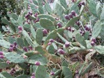 Opuntia stricta, in habitat