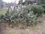 Opuntia stricta, garden plant