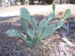 Opuntia stricta, garden plant