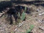 Opuntia stricta, in habitat