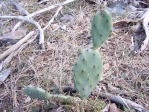 Opuntia stricta, in habitat