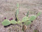 Opuntia stricta, in habitat