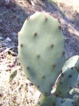 Opuntia stricta, in habitat