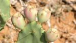 Opuntia stricta