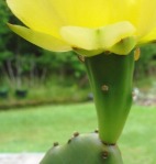 Opuntia stricta, flower, garden plant