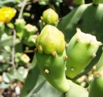 Opuntia stricta, flower buds