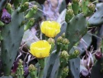 Opuntia stricta, flower buds