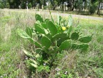 Opuntia stricta, Harry Rose