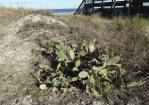 Opuntia stricta, near Jacksonville, FL, Hayes Jackson