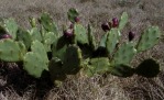 Opuntia stricta, Australia