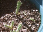 Opuntia stricta, seedlings