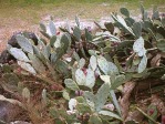 Opuntia stricta, FL