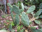 Opuntia stricta, Titusville, FL