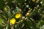 Opuntia stricta, Tony Rodd