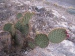 Opuntia strigil, near Ft. Stockton, TX