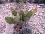 Opuntia strigil, near Ft. Stockton, TX