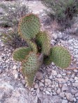 Opuntia strigil, near Ft. Stockton, TX