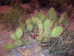 Opuntia strigil, near Ft. Stockton, TX