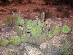 Opuntia strigil, near Ft. Stockton, TX