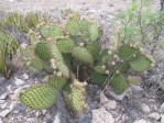 Opuntia strigil, south of Ft. Stockton, TX